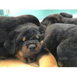 Cuccioli di Rottweiler alta genealogia con pedigre