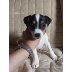 Jack russell