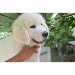 Cuccioli di pastore maremmano abruzzese