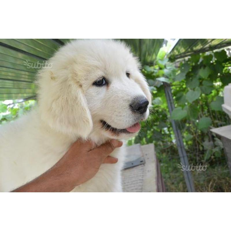 Cuccioli di pastore maremmano abruzzese