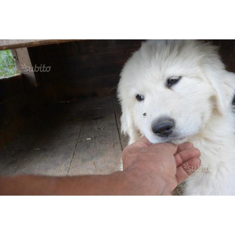 Cuccioli di pastore maremmano abruzzese