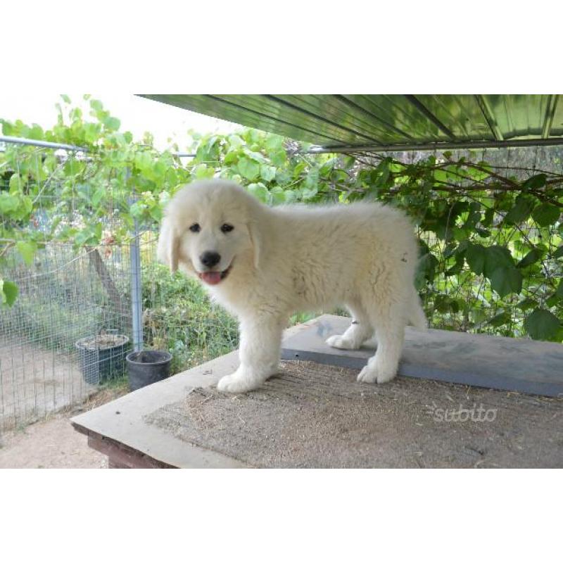 Cuccioli di pastore maremmano abruzzese