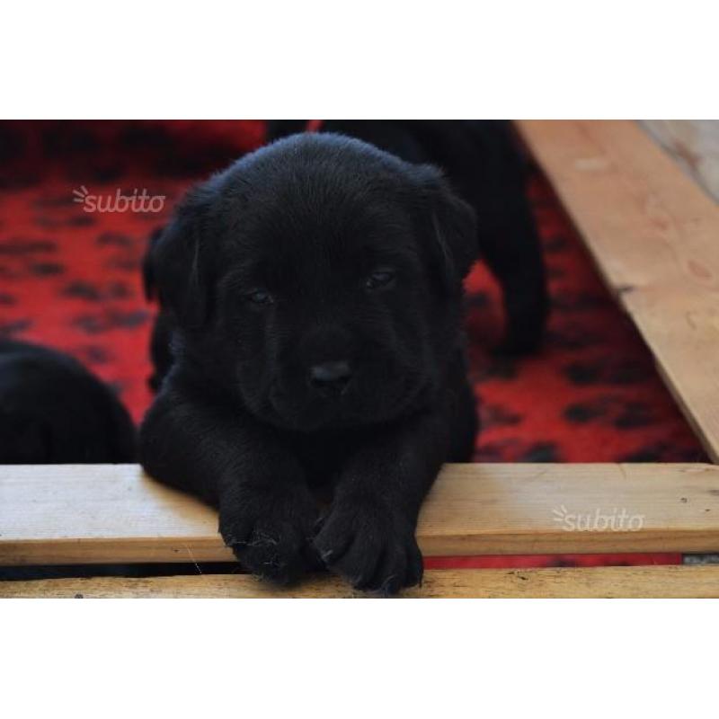 Cuccioli di labrador con pedigree