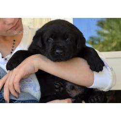 Cuccioli di labrador con pedigree