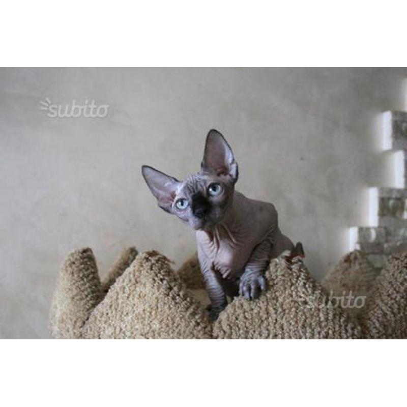 cuccioli Sphynx razza pura - Fortuna