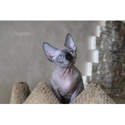 cuccioli Sphynx razza pura - Fortuna