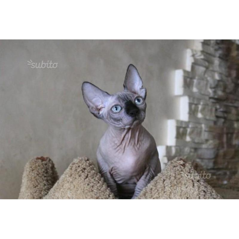 cuccioli Sphynx razza pura - Fortuna