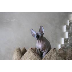 cuccioli Sphynx razza pura - Fortuna