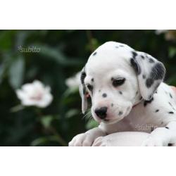 Cuccioli dalmata