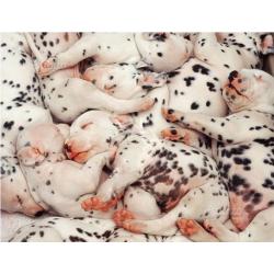 Cuccioli dalmata