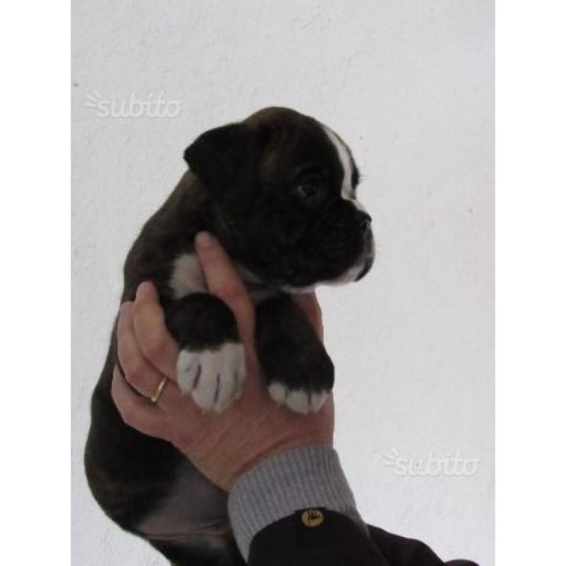 Cuccioli boxer