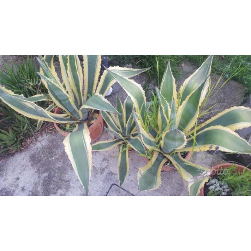 Pianta giardino agave americana striata