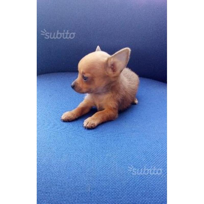 Chihuahua Mini Toy