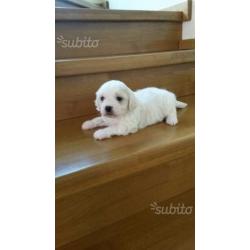 Maltese cuccioli taglia piccola