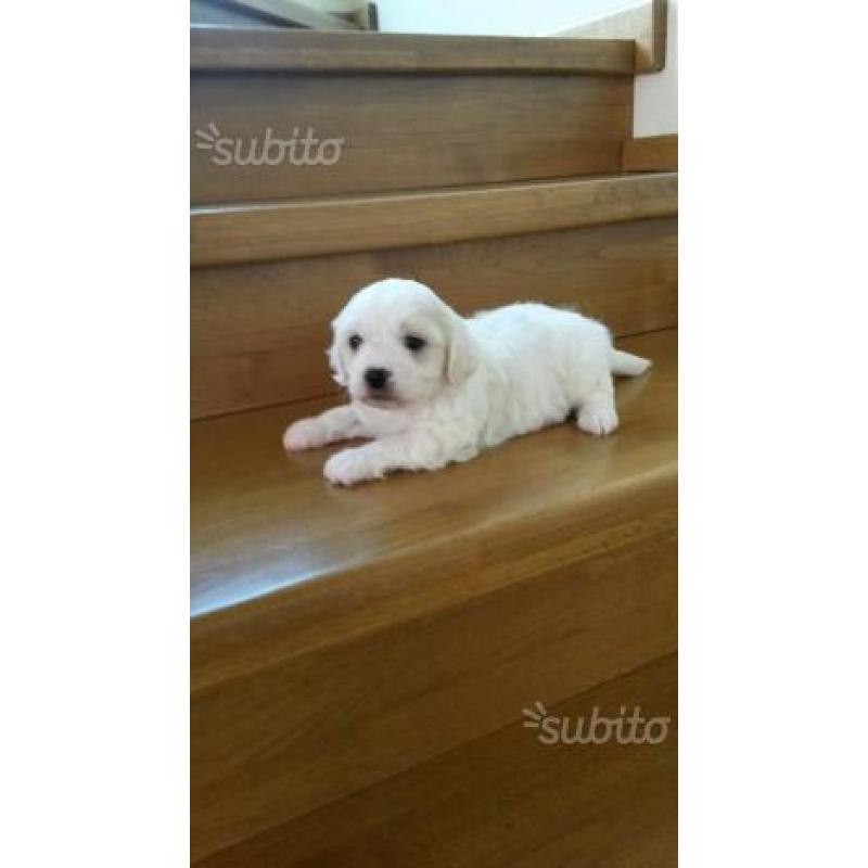 Maltese cuccioli taglia piccola