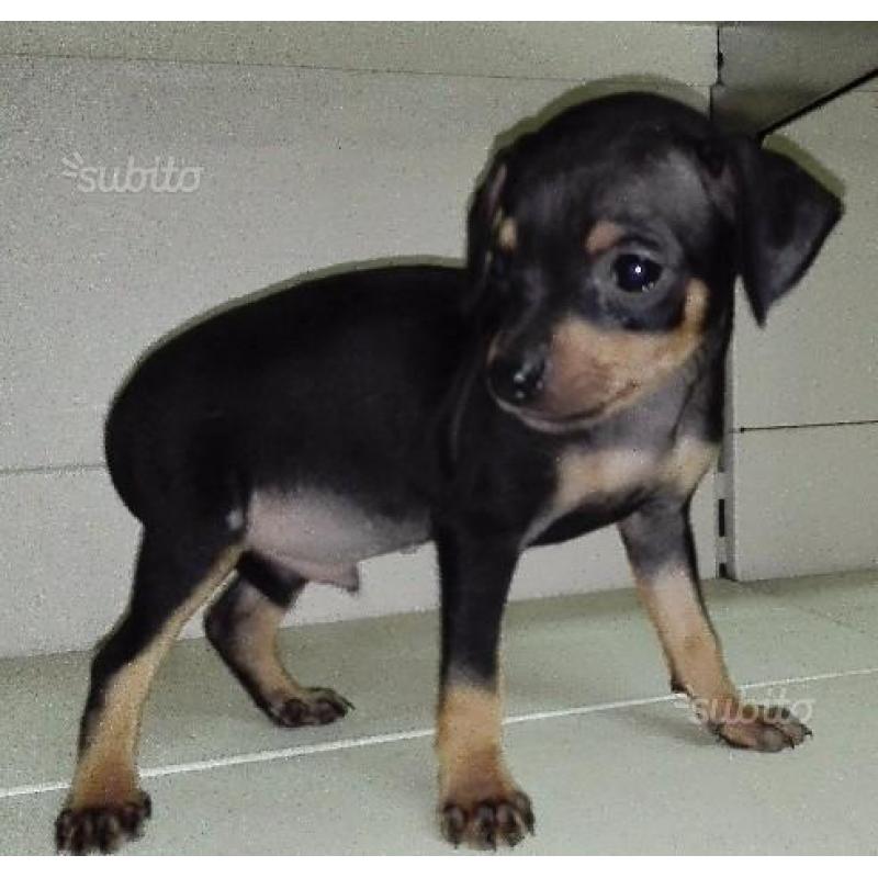 Pinscher