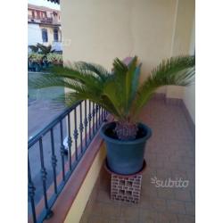 Piante cycas