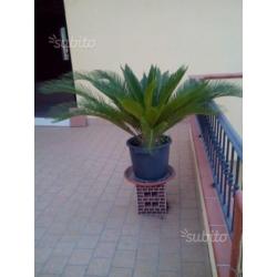 Piante cycas