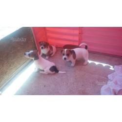 Cuccioli jack Russel zampa corta