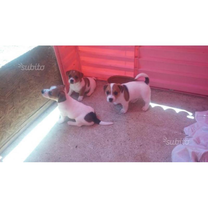 Cuccioli jack Russel zampa corta