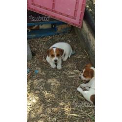 Cuccioli jack Russel zampa corta