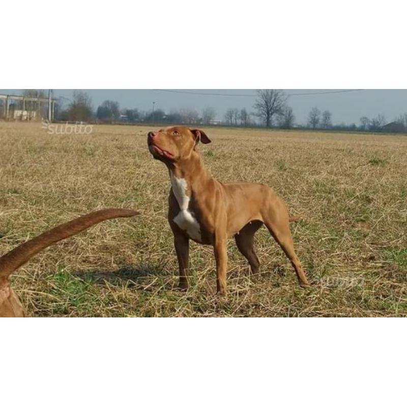 Cucciola american pitbull terrier standard ukc