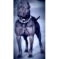 Cucciola american pitbull terrier standard ukc