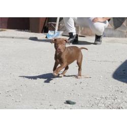 Cucciola american pitbull terrier standard ukc