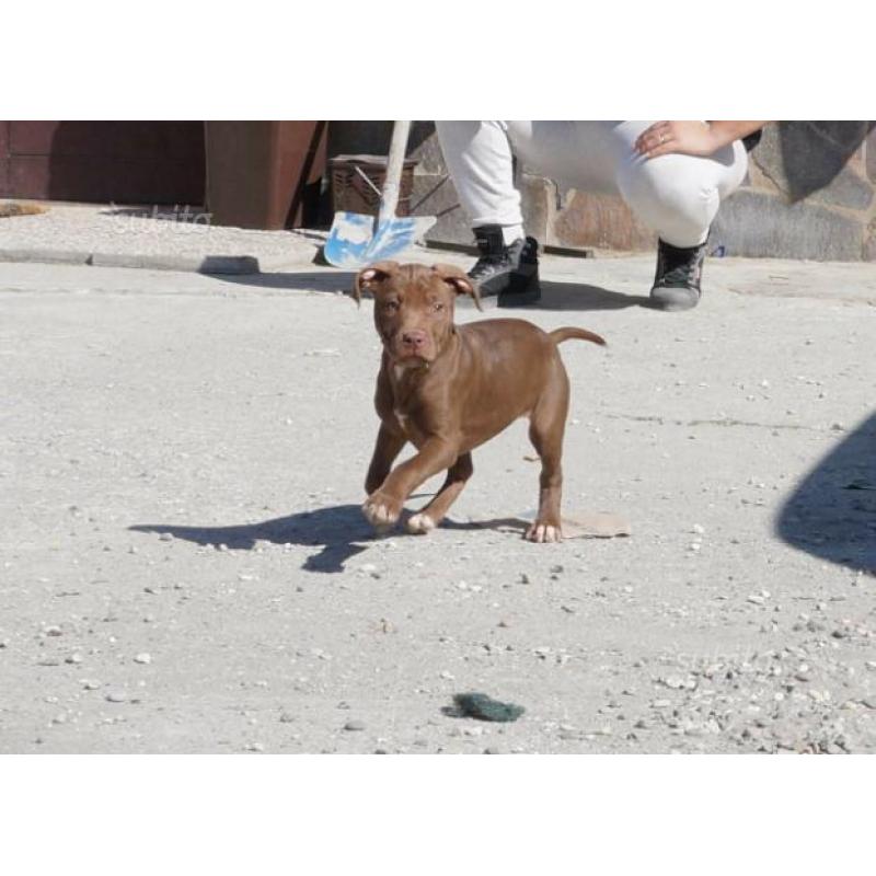 Cucciola american pitbull terrier standard ukc