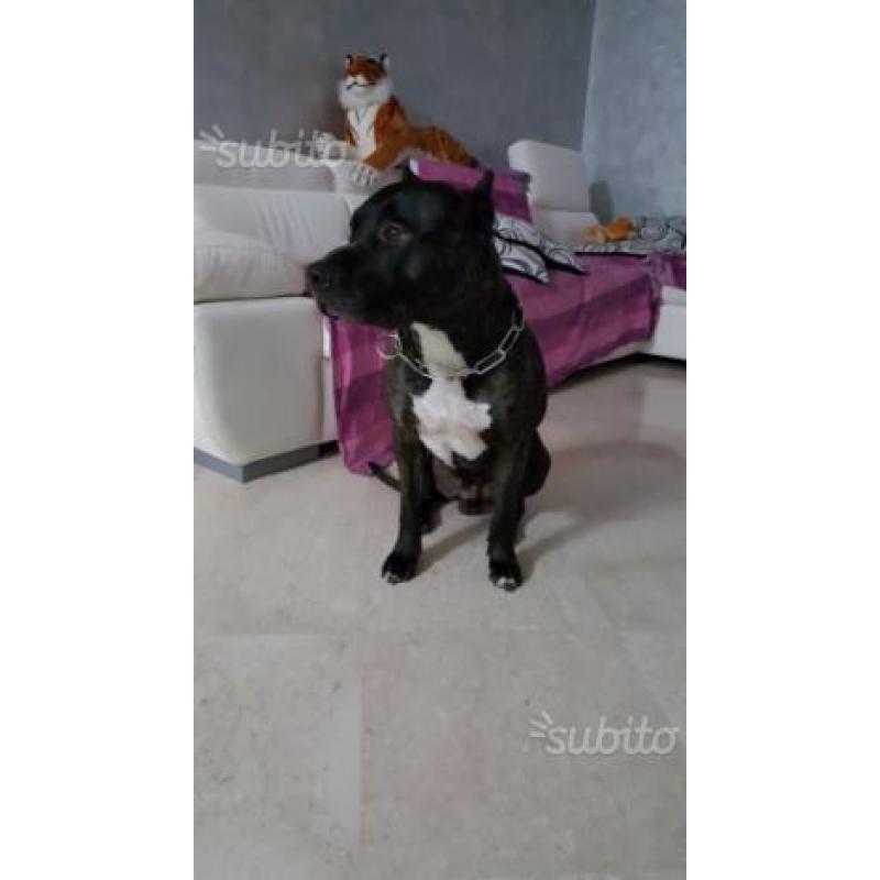 American PitBull Terrier Mantello Tigrato