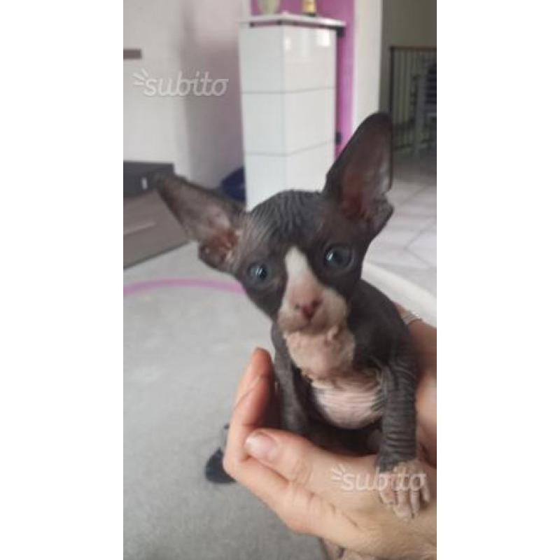 Sphynx