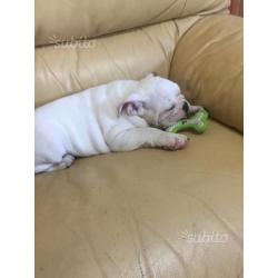 Bulldog inglese cucciolo