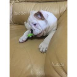 Bulldog inglese cucciolo