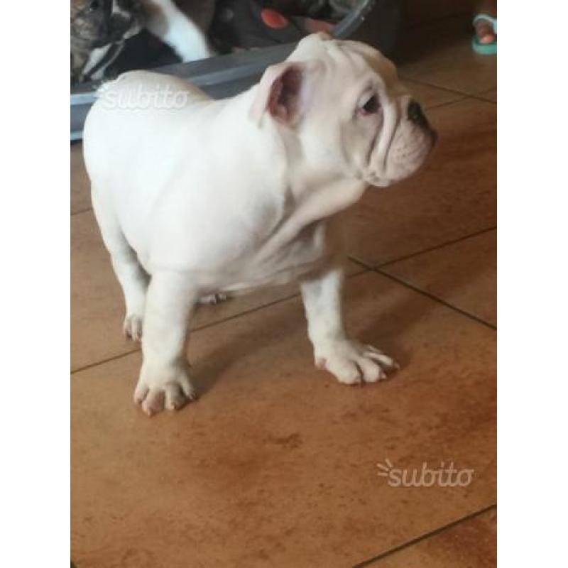 Bulldog inglese cucciolo