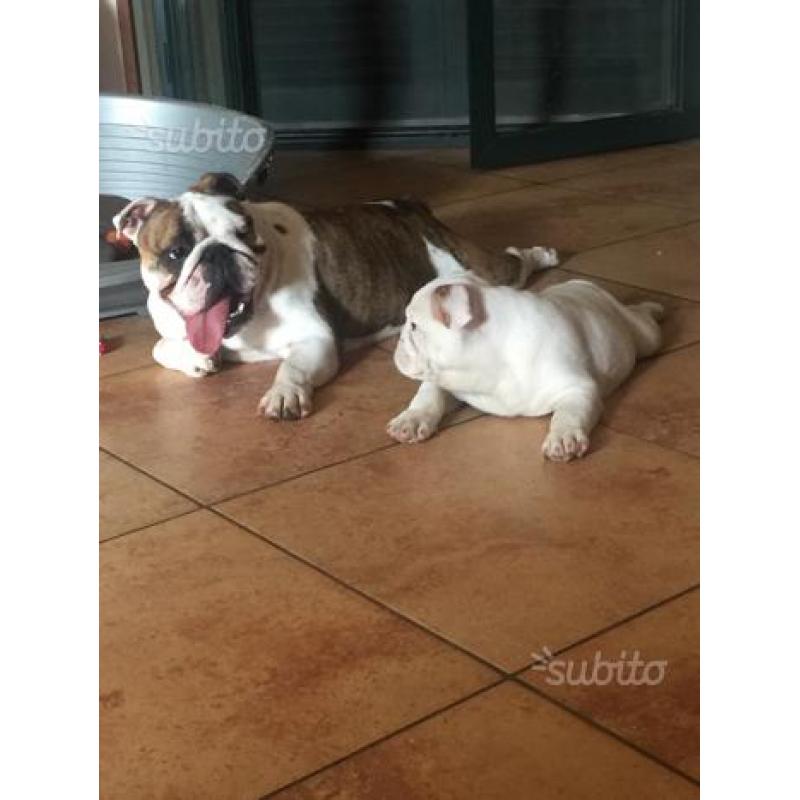 Bulldog inglese cucciolo