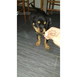 Rottweiler