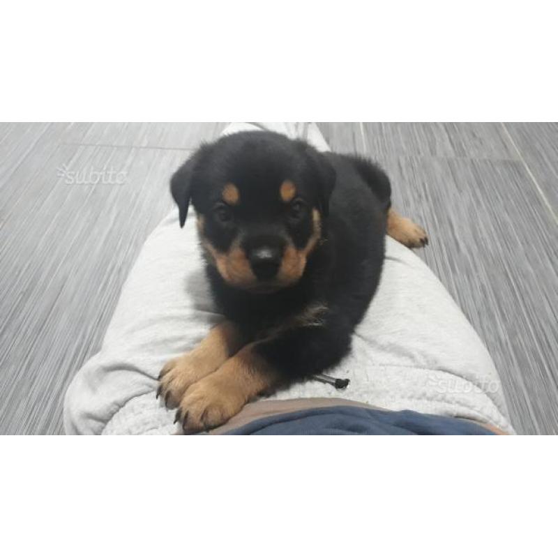 Rottweiler