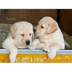 Labrador retriver