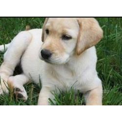 Labrador retriver