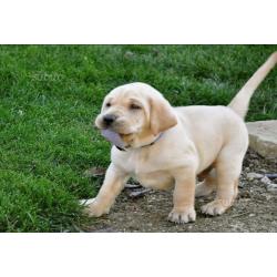 Labrador retriver